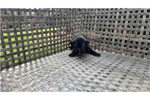 Kinsley - Cane Corso Mastiff for sale