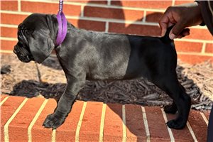 Henry - Cane Corso Mastiff for sale
