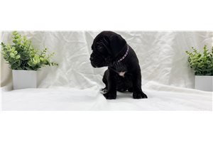 Kinsley - Cane Corso Mastiff for sale