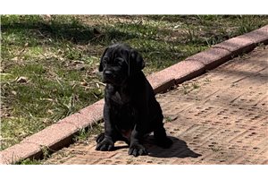 Henry - Cane Corso Mastiff for sale
