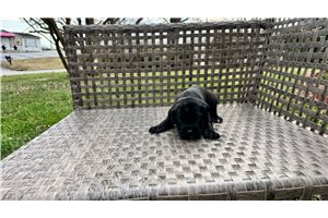 Koko - Cane Corso Mastiff for sale