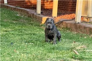 Kira - puppy for sale