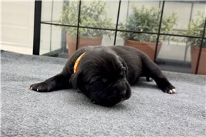 Kyler - puppy for sale