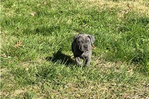 Kira - Cane Corso Mastiff for sale