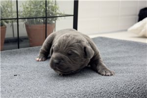Kira - puppy for sale