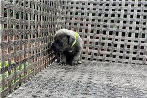 Natalie - Cane Corso Mastiff for sale