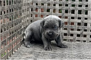 Naralee - Cane Corso Mastiff for sale