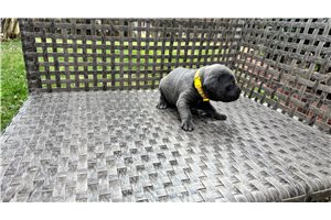 Koda - Cane Corso Mastiff for sale