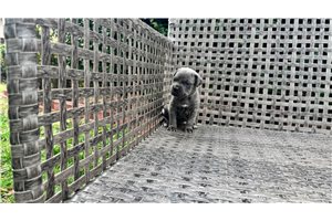 Kira - Cane Corso Mastiff for sale