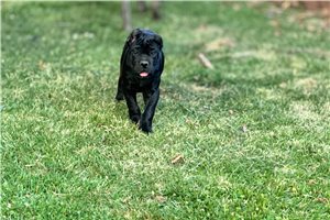 Henry - puppy for sale