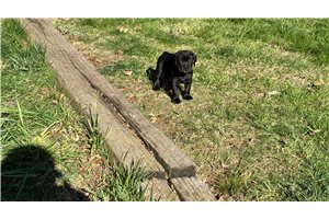 Koko - Cane Corso Mastiff for sale