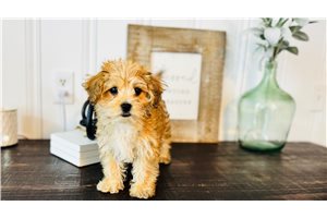 Cinny - puppy for sale