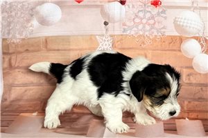 Cruz - puppy for sale