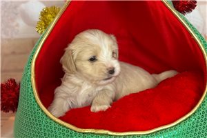 Claire - puppy for sale