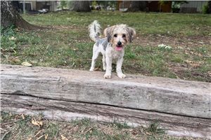 Kurtis - Yorkiepoo - Yorkie Poo for sale