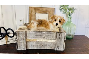 Chuck - Yorkiepoo - Yorkie Poo for sale