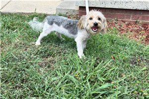 Kurtis - Yorkiepoo - Yorkie Poo for sale