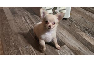 Daniel - puppy for sale
