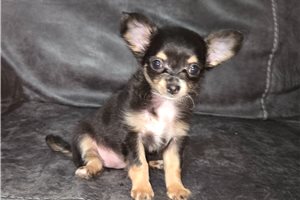 Caleah - Chihuahua for sale