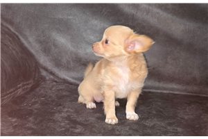 Mabel - puppy for sale