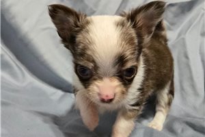 Carmen - Chihuahua for sale