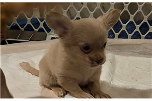 Daniel - Chihuahua for sale