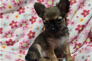 Caro - Chihuahua for sale