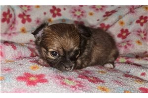 Cali - Chihuahua for sale