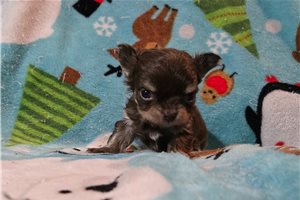 Darren - Chihuahua for sale