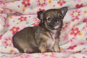 Caiden - puppy for sale