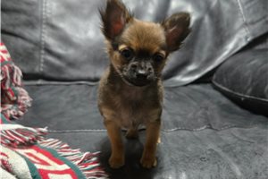Caro - Chihuahua for sale