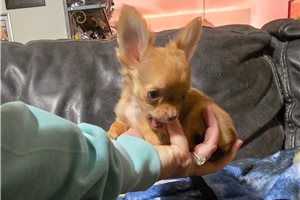 Carnation - Chihuahua for sale