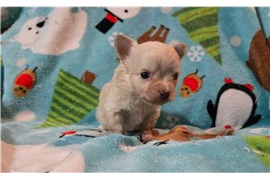 Daniel - puppy for sale