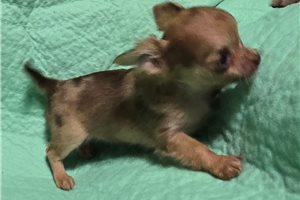 Carnation - Chihuahua for sale