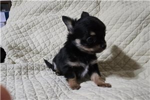 Diana - Chihuahua for sale