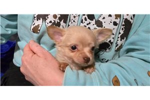 Daniel - Chihuahua for sale