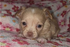 Mabel - Chihuahua for sale