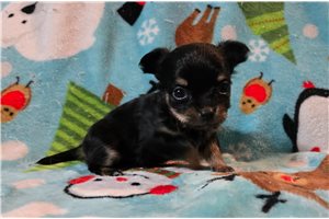 Diana - puppy for sale