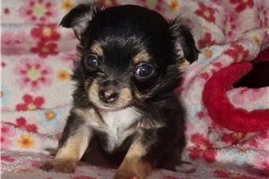Caleah - puppy for sale