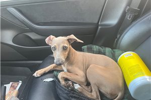 Adrienne - Italian Greyhound for sale