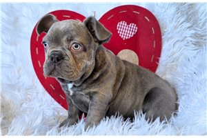 Huxley - French Bulldog for sale