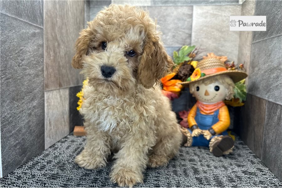 Rolf - Cockapoo for sale