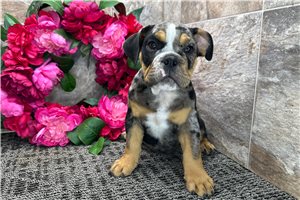 Luke - Bulldog for sale