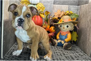 Callen - Bulldog for sale