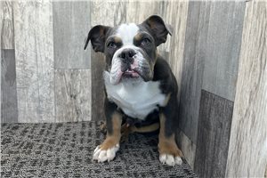 Dillon - Bulldog for sale