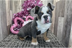 Dillon - Bulldog for sale