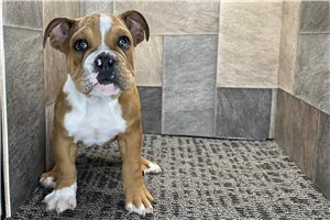 Callen - Bulldog for sale