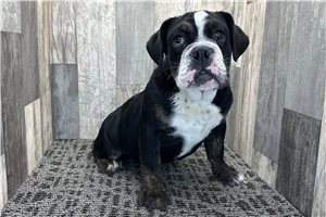 Dolly - Bulldog for sale
