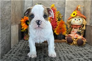 Caleb - Bulldog for sale