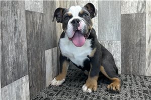 Dillon - Bulldog for sale